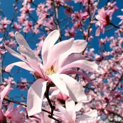 Магнолия РОЗЕЯ в Горках