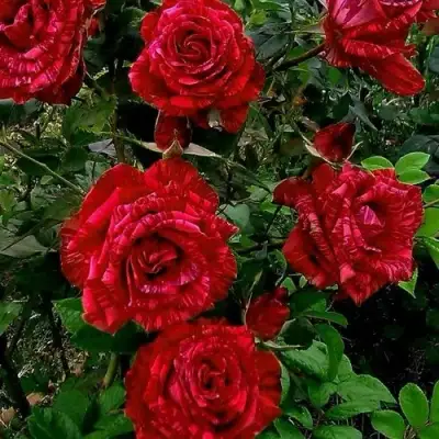 Роза РЕД ИНТУИШН чайно-гибридная в Горках