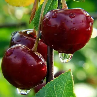 Вишня ЛАСУХА в Горках