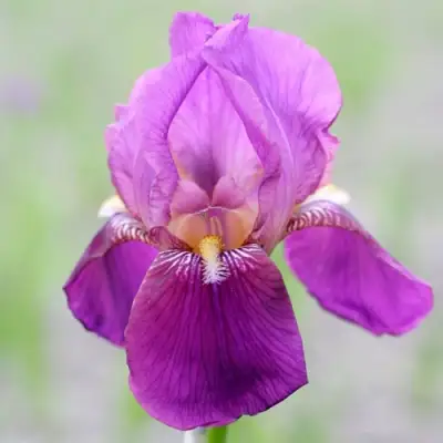 Ирис ИМПЕРАТОР бородатый в Горках