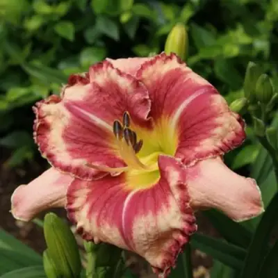 Лилейник АУТСТАНДИНГ гибридный в Горках