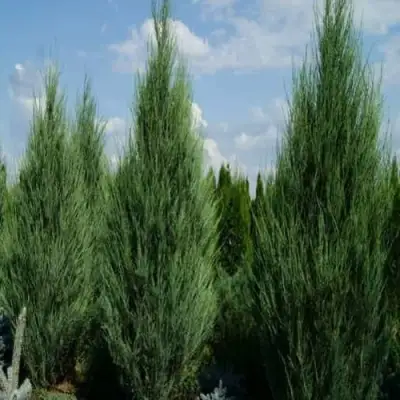 Можжевельник СКАЙРОКЕТ  скальный в Горках