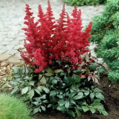 Астильба МОНТГОМЕРИ японская в Горках
