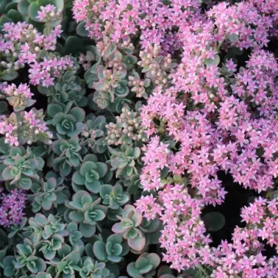 Очиток (седум) САНСПАРКЛЕР ЛАЙМ ЗИНГЕР в Горках