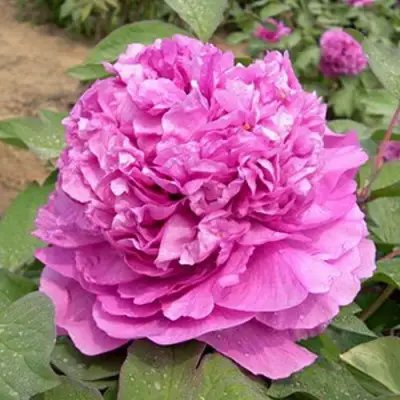 Пион ОРНАМЕНТ древовидный в Горках