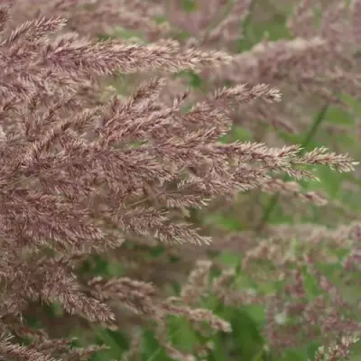 Вейник КАРЛ ФОРСТЕР остроцветковый в Горках