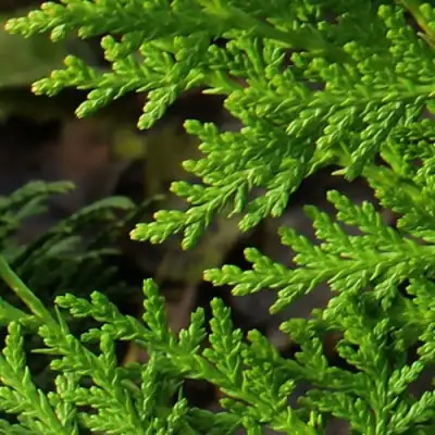 Туя восточная в Горках