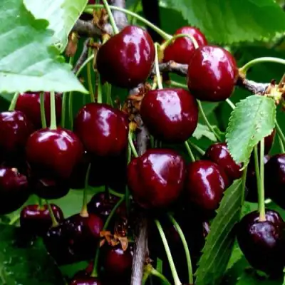 Черешня РЕВНА в Горках