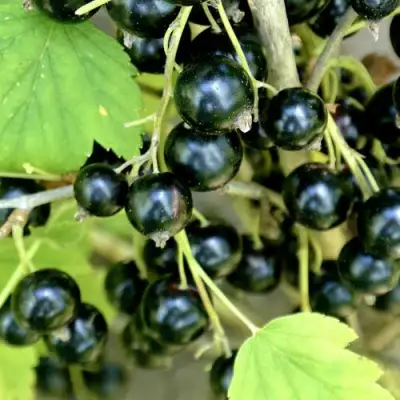 Смородина черная ВОЛОГДА в Горках