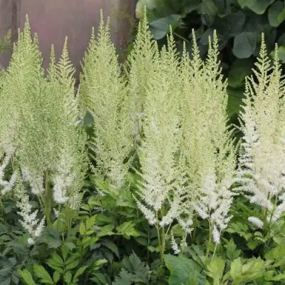 Астильба ДИАМАНТ Арендса в Горках