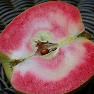 Яблоня ПИНК ПЕРЛ в Горках