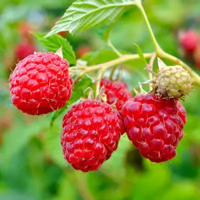 Малина РУБИФОЛ в Горках