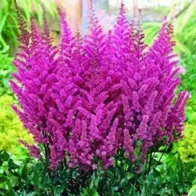 Астильба ПЕПЛ РЕЙН гибридная в Горках