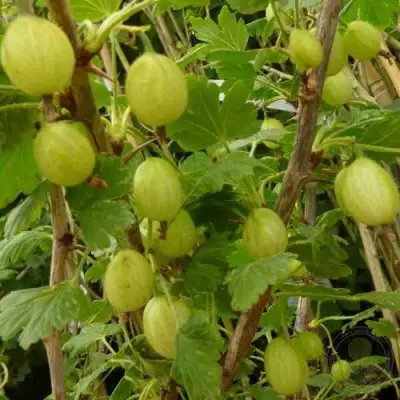 Крыжовник ИНВИКТА в Горках