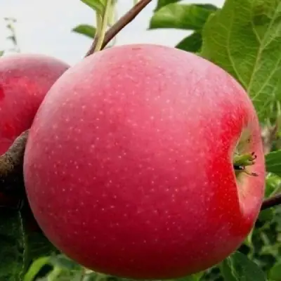 Яблоня АЙДАРЕД в Горках