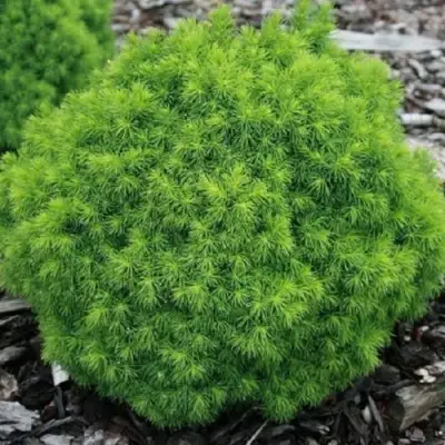 Ель АЛЬБЕРТА ГЛОБ сизая в Горках