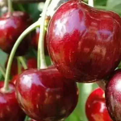 Черешня ВАСИЛИСА в Горках