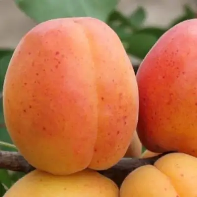 Абрикос ОЛИМП в Горках