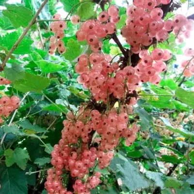 Смородина белая ПРЫГАЖУНЯ (РОЗОВАЯ) в Горках