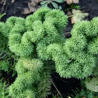 Очиток (седум) КРИСТАТУМ отогнутый в Горках