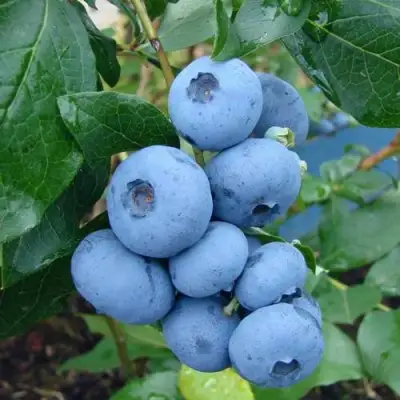 Голубика ТОРО в Горках