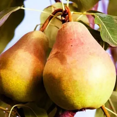 Груша СЛАДКАЯ ИЗ МЛИЕВА в Горках