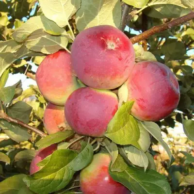 Яблоня ОРЛИК в Горках