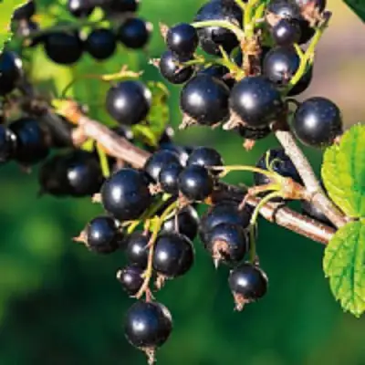 Смородина чёрная ЦЕРЕРА в Горках