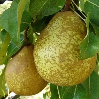 Груша ГЕНЕРАЛ ЛЕКЛЕРК в Горках