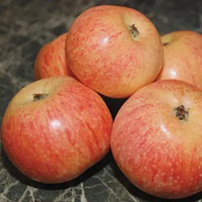 Яблоня КОНФЕТНОЕ в Горках