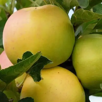 Яблоня БАНАНОВОЕ в Горках