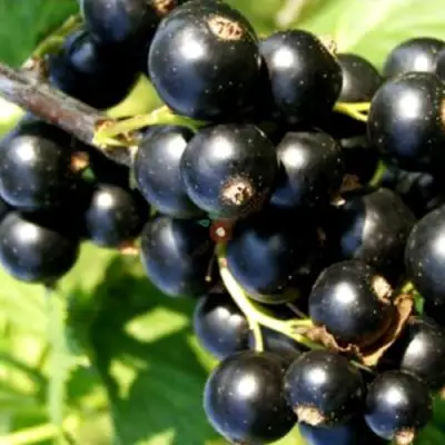 Смородина чёрная ДЕЛИКАТЕСНАЯ в Горках