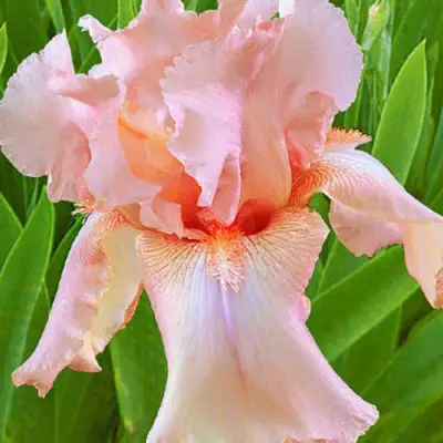 Ирис ПАТИ ДРЕСС бородатый в Горках