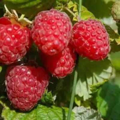 Малина ПРИМАРА в Горках