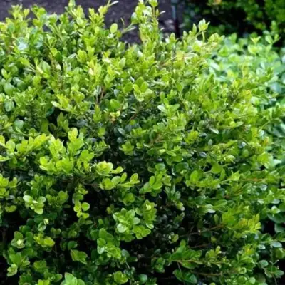 Самшит ФОЛКНЕР в Горках