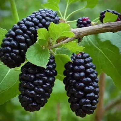 Шелковица плакучая в Горках