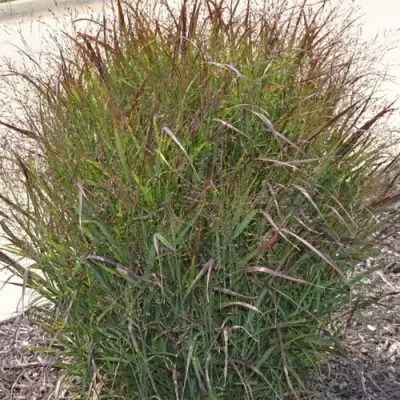 Просо ШЕНАНДО прутьевидное в Горках