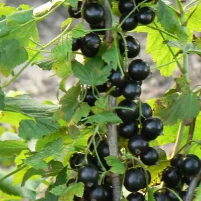 Смородина чёрная ДАБРАДЗЕЯ в Горках