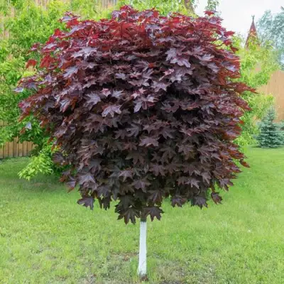 Клен красный в Горках