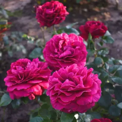 Роза БЕЛЬВЬЮ чайно-гибридная в Горках