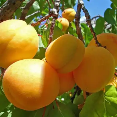 Абрикос ЖИГУЛЕВСКИЙ СУВЕНИР в Горках