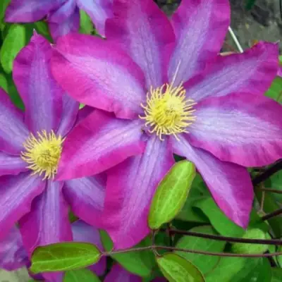 Клематис КАКИО в Горках