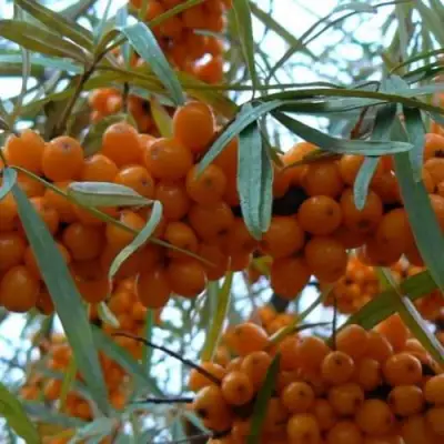 Облепиха БОТАНИЧЕСКАЯ в Горках