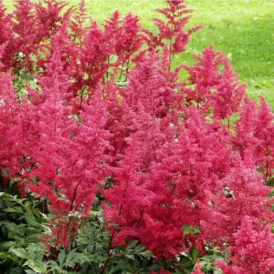 Астильба СКАЙСКРЕЙПЕР китайская в Горках