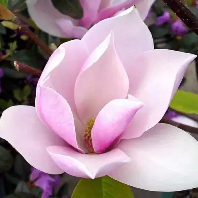 Магнолия АЛЕКСАНДРИНА  в Горках