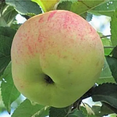 Яблоня ЛЕТНЕЕ СЛАДКОЕ в Горках