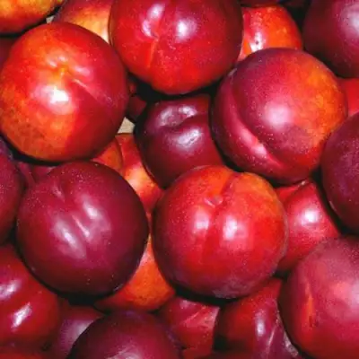 Нектарин МЕДВЕДЕВСКИЙ в Горках