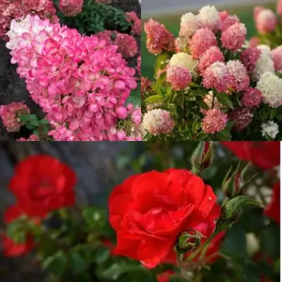 Комплект РОЗОВЫЙ ЗАКАТ в Горках