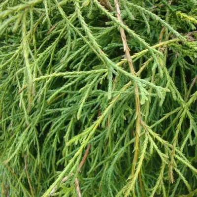 Кипарисовик ФИЛИФЕРА НАНА горохоплодный  в Горках