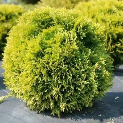 Туя ДАВИД западная в Горках